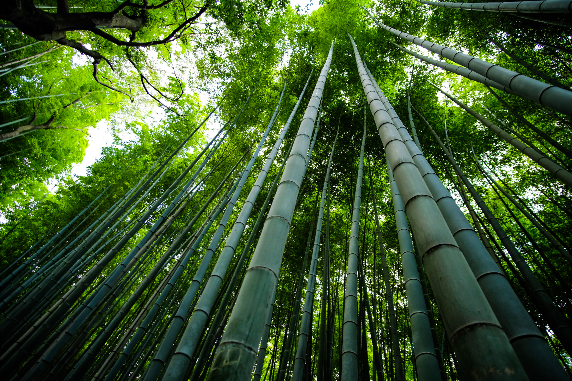 bamboo cards